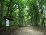 “Foresta Umbra sotto attacco”, le associazioni contro gli interventi selvicolturali