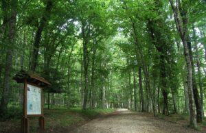 “Foresta Umbra sotto attacco”, le associazioni contro gli interventi selvicolturali