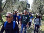 Viaggio attorno all’olio, camminata tra gli ulivi a Carpino