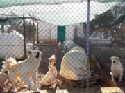 Illeciti nell’affidamento del canile di San Giovanni Rotondo, quattro indagati