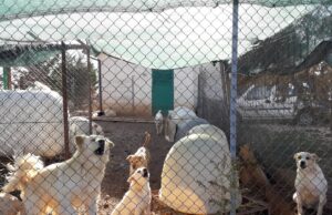 Illeciti nell’affidamento del canile di San Giovanni Rotondo, quattro indagati