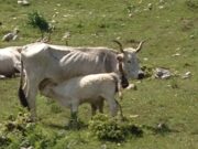 Parco Nazionale del Gargano, contributi a fondo perduto per la salvaguardia della mucca podolica