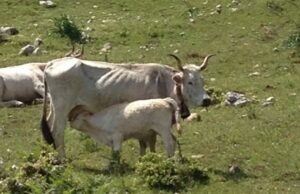 Parco Nazionale del Gargano, contributi a fondo perduto per la salvaguardia della mucca podolica