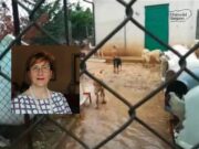 Canile San Giovanni Rotondo, Palladino (M5S): «Da anni denunciamo l’indegna gestione»