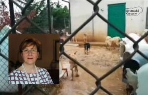 Canile San Giovanni Rotondo, Palladino (M5S): «Da anni denunciamo l’indegna gestione»