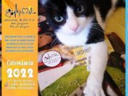Ecco il calendario solidale “Cani e gatti” 2022