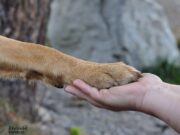 A Vieste N.O.T.A. e ASL salvano un cane rimasto aggrovigliato nel filo spinato