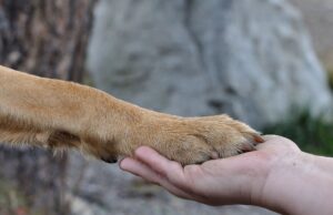 A Vieste N.O.T.A. e ASL salvano un cane rimasto aggrovigliato nel filo spinato