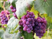 Arriva il “Distretto produttivo agroalimentare di qualità del vino di Puglia”