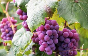 Arriva il “Distretto produttivo agroalimentare di qualità del vino di Puglia”