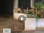 Avvistato un lupo a San Marco in Lamis, il sindaco Merla: “Specie non pericolosa per l’uomo”