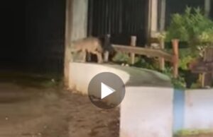 Avvistato un lupo a San Marco in Lamis, il sindaco Merla: “Specie non pericolosa per l’uomo”