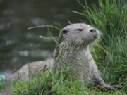 “M’ammalia”, trovata la presenza della lontra all’Oasi Laguna del Re alla Foce del Candelaro