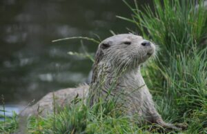 “M’ammalia”, trovata la presenza della lontra all’Oasi Laguna del Re alla Foce del Candelaro