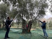 FèXtraexperience è partita la Festa dell’extravergine d’oliva