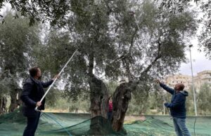 FèXtraexperience è partita la Festa dell’extravergine d’oliva
