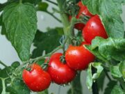 Pomodoro, i giovani produttori foggiani contro lo strapotere dell’industria