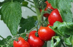 Pomodoro, i giovani produttori foggiani contro lo strapotere dell’industria