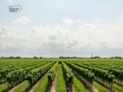 CIA e Confagricoltura: “Foggia e la sua provincia non sono la terra del caporalato”