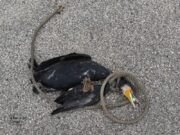 Gargano, cormorano con fune al collo e cartuccia da caccia nel becco,la condanna del Parco