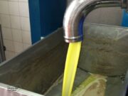 Tavolo olivicolo Puglia su riforma PAC, “Le istanze saranno raccolte dal Governo”