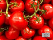 Pomodoro, a Foggia filiera attorno a un tavolo per cercare l’intesa
