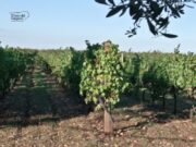 Agricoltura, Confeuro: “In Puglia porre fine a racket”