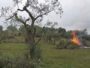 Smaltimento residui potatura ulivi, De Leonardis (FdI): “Emiliano si attivi per risolvere i problemi degli olivicoltori del Gargano”