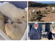 Ancora problemi per cani e canile a San Giovanni Rotondo, il sindaco: “Ancora un triste episodio di abbandono”