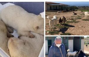 Ancora problemi per cani e canile a San Giovanni Rotondo, il sindaco: “Ancora un triste episodio di abbandono”