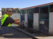 Canile San Giovanni Rotondo, la volontaria Maratea: «Situazione difficile, serve sinergia»
