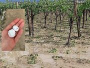 Grandine sul Tavoliere, Cia Capitanata: “Danni a grano, vigneti, uliveti e pomodoro”
