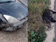 Cinghiali, danni in 396 campi e 331 incidenti d’auto, Cia: “La scienza, non l’ideologia”