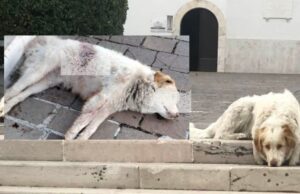 San Giovanni Rotondo, cane trovato senza vita nei pressi del Santuario di San Pio
