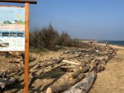 WWF Puglia: “I cordoni dunali delle coste pugliesi sono salvi”