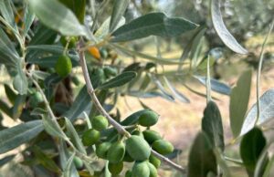 Allarme Xylella sul Gargano: il batterio viaggia con i turisti