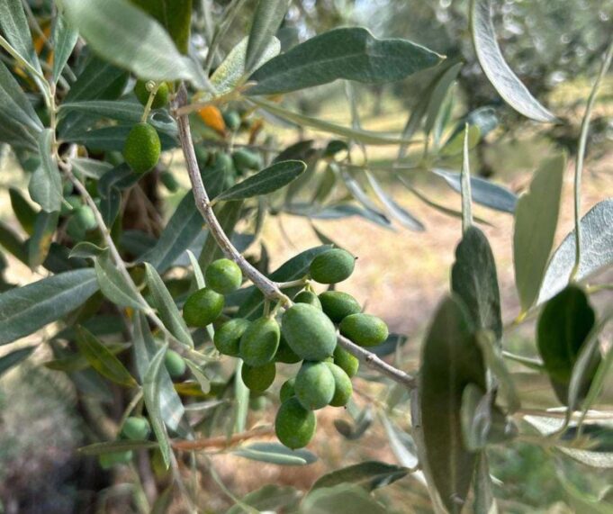 Xylella come è arrivata sul Gargano
