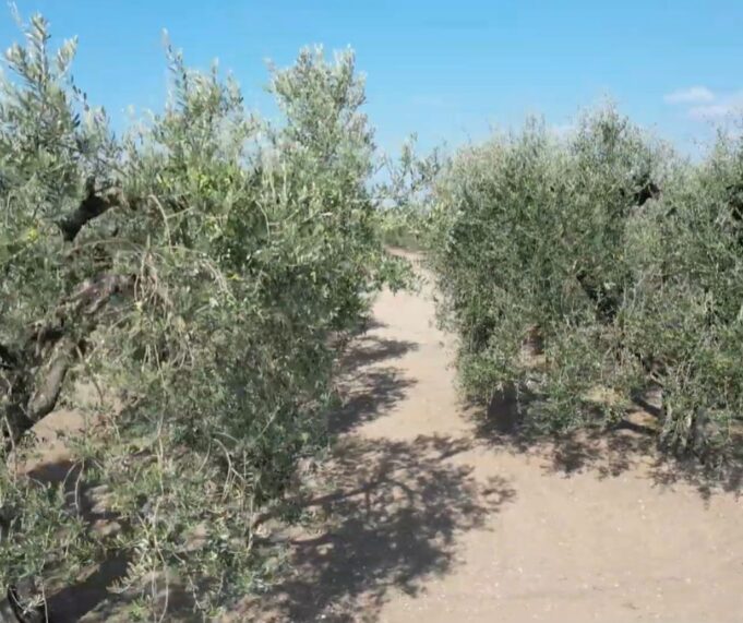 Xylella Regione Puglia