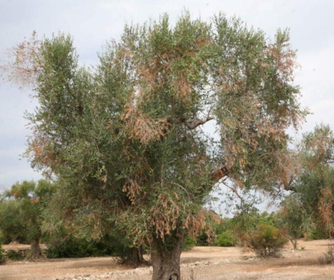 Xylella, obblighi per la prevenzione