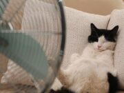 Cani e gatti, estate 2026: il caldo arriva sempre prima, il loro fattore di protezione sei tu