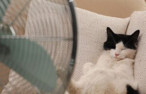 Cani e gatti, estate 2026: il caldo arriva sempre prima, il loro fattore di protezione sei tu
