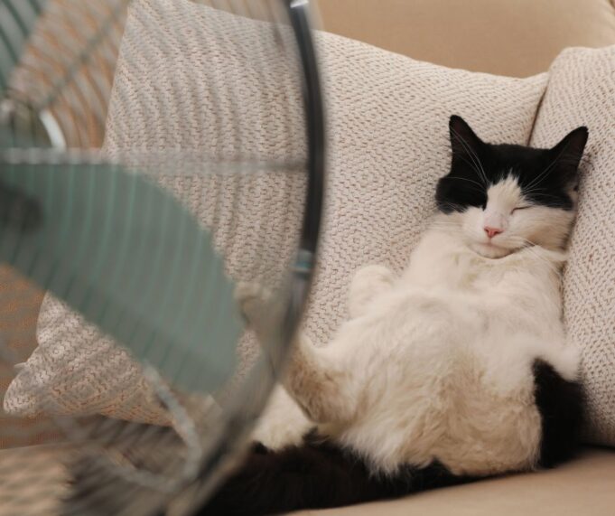 Cani e gatti consigli per il caldo