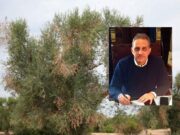 Xylella, la risposta del Governo alla crisi pugliese che ora preoccupa anche il Gargano