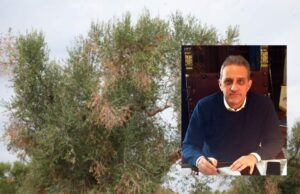 Xylella, la risposta del Governo alla crisi pugliese che ora preoccupa anche il Gargano