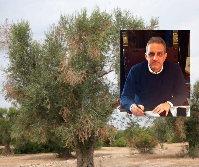 Nicola Gatta Xylella
