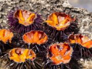 Riccio di mare, la Puglia proroga il fermo pesca fino al 2029