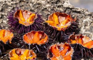 Riccio di mare, la Puglia proroga il fermo pesca fino al 2029