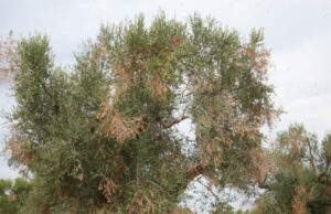 Xylella, Regione Puglia e Guardia di Finanza rafforzano l’alleanza per la tutela del patrimonio agricolo
