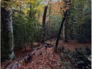 Boschi vetusti, la Foresta di Sfilzi nella Foresta Umbra entra nella Rete nazionale