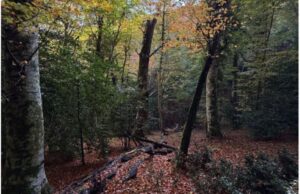 Boschi vetusti, la Foresta di Sfilzi nella Foresta Umbra entra nella Rete nazionale